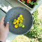 Farm-to-Table Bowl (with a plate)
